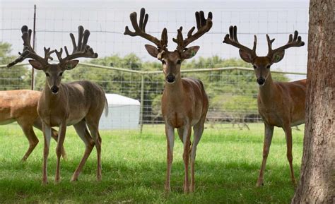 M3 Whitetails8 Legendary Whitetail Bucks In His Pedigree Deer Breeder In Texas Whitetail