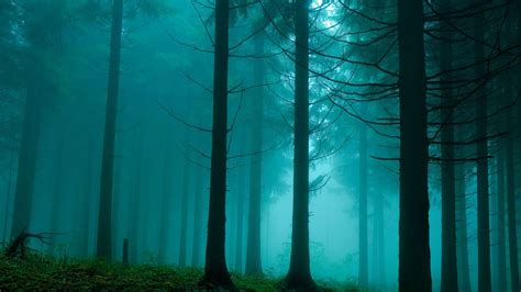 Forest In The Mist Nature Mac Wallpaper Download Allmacwallpaper
