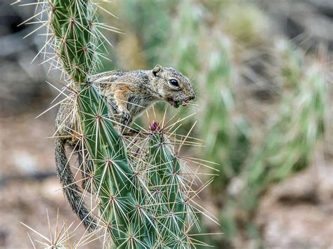 Round Tailed Ground Squirrel Photograph By Tam Ryan Fine Art America