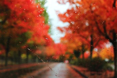 Autumn Rain Hd Desktop Wallpaper Widescreen High