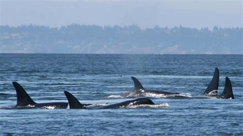 Another Orca From Baby Boom Dies Fears Expressed About Extinction Komo