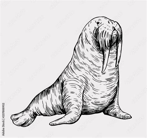 Sketch Of A Walrus In An Engraving Style Hand Drawn Illustration