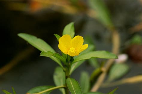 Ludwigia Peploides Définition Et Explications