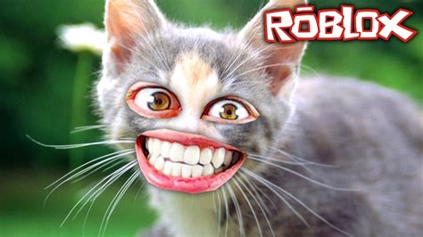 You can also upload and share your favorite cute cats wallpapers. The cutest kitten in Roblox | FunnyCat.TV