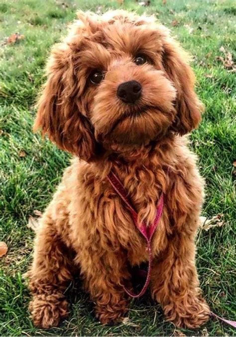 We are happy to work with new breeders! Cockapoos ⋆ Mini Doodle ⋆ Cockapoo puppies ⋆ Teacup ...