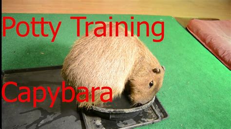 Potty Training A Pet Capybara Youtube