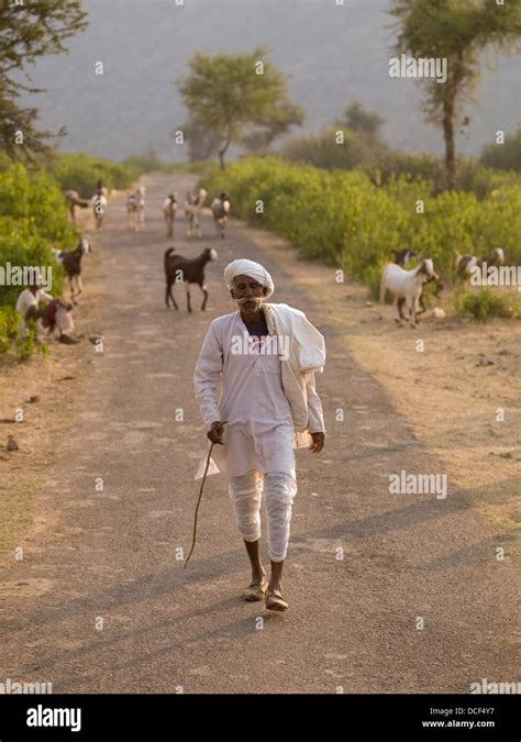 Senior Man Walking Along Rural Roadwith Herd Of Goats Behind Him