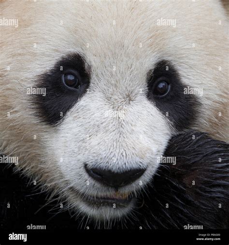 Giant Panda Ailuropoda Melanoleuca Face Close Up Captive China Stock