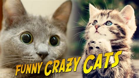 Funny Crazy Cats Epic Vid 1 With Sound Effects 2013 Hd
