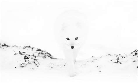 Hidden Wolf In The Snow Optical Illusion Arctic Fox Arctic Animals