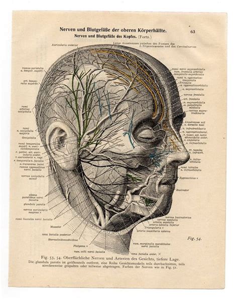 Medical Anatomical Illustration Print 1933 Skull Skeleton Anatomy Page