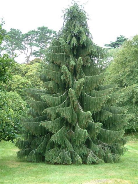 Himalayan Spruce Is A Tall Pyramidal Needled Conifer With Horizontal