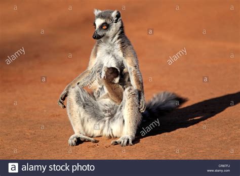 Ring Tailed Lemur Lemur Catta Mother With Young Sunbathing Berenty