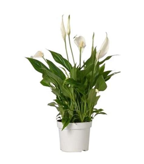 Les prix de vente de nos fleurs deuil et articles mortuaires sont ttc. Vente Spathiphyllum 'Bellini', Fleur de lune ou faux arum ...