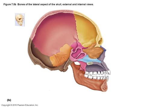 Midsagittal View Of Skull Diagram Quizlet