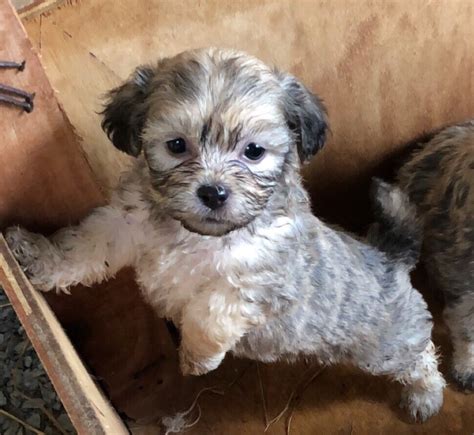 67 Lhasa Apso Cross Chihuahua Puppies For Sale Photo Bleumoonproductions