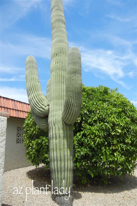 During each watering, give the soil a good soaking, so that water runs out of the 'drainage holes' of the pots. Does Your Saguaro Need A Diet? - Ramblings from a Desert ...