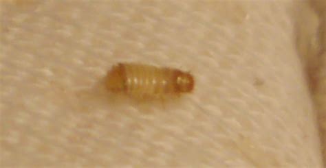 The oval adults feed on pollen, are usually between 2.2 and 3.5. Are these carpet beetles? How do I get rid of them? - NeoGAF