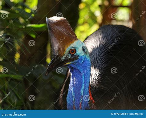 Cassowary Stock Photo Image Of Beak Exotic Animal 107046188