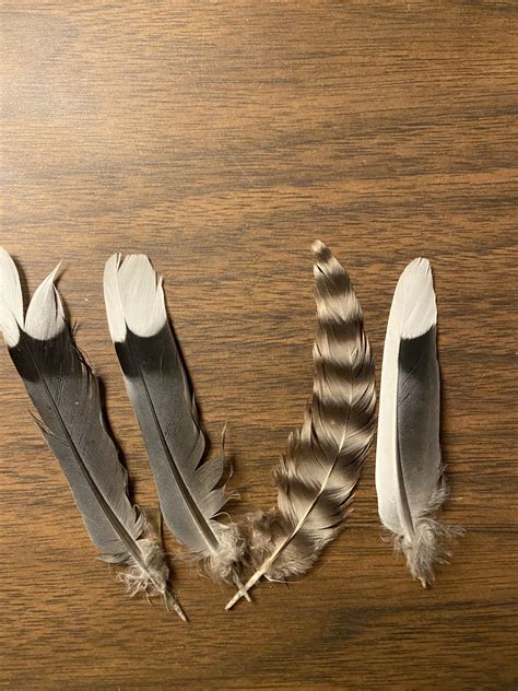 Feather Identification Can Anyone Help Identify These Feathers They