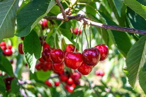 Buy Barbados Cherry Fruit Plant Online In Kerala India Enteplants Com