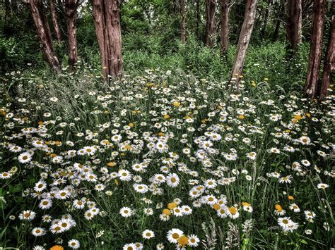 Fields Of White Daisies At Fort Hill In Eastham On Cape Cod Cape Cod Blog
