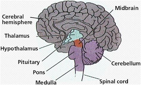 The forebrain, midbrain and hindbrain, each with multiple parts. Psychology Ch. 2 - brain structure/function at Hartington ...