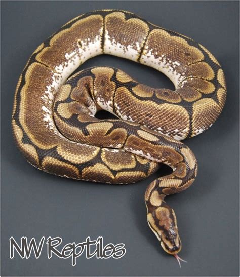 Northwest Reptiles Ball Python Breeder