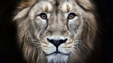 Looking for the best wallpapers? Wallpaper lion, 4k, Animals #16063