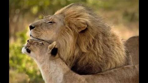 Lion And Lioness Lovers Youtube