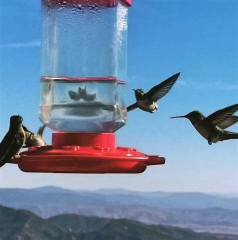Check spelling or type a new query. Check out the humming birds at the Keller Peak Lookout ...