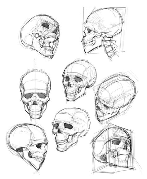 Reference Drawing 75 Picture Ideas Skull Drawing Art Reference