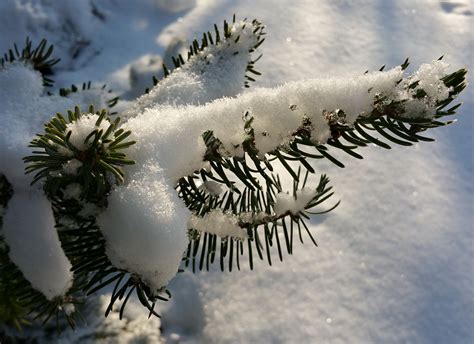 Tannenzweig Verschneit Schnee · Kostenloses Foto Auf Pixabay