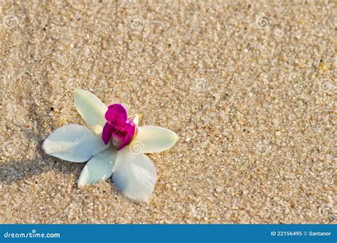 Orchid On The Sand Stock Image Image Of Close Relax 22156495