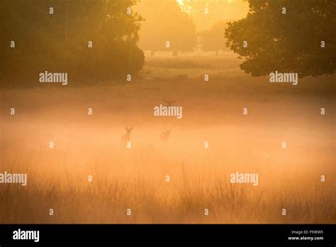 Deers During Rut Time Stock Photo Alamy