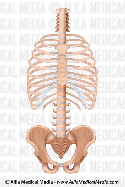 Alila Medical Media Ribcage Shown With Spine And Pelvis Medical