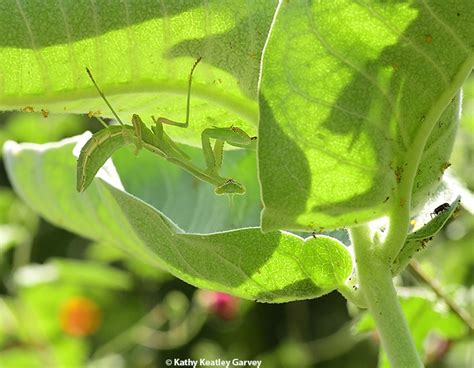 A Memo To A Mantis Bug Squad Anr Blogs