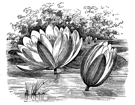 15 Water Lily Clipart Lotus Flower Pictures The Graphics Fairy