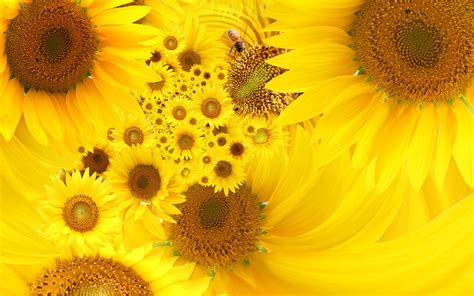 Yellow Sunflowers Hd Desktop Wallpaper Widescreen High Definition