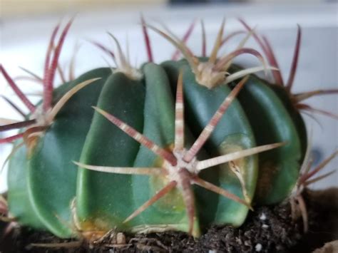 Take a stem cutting made up of a few sections, let it dry out for a day. Does anyone know what's wrong with my Devil's Tongue cacti ...