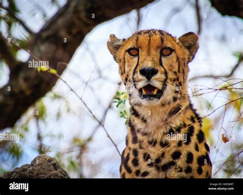 The King Of Cheetahs Stock Photo Alamy