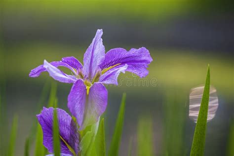 A Beautiful Blooming Lilac Iris Flower Under The Daylight Stock Image