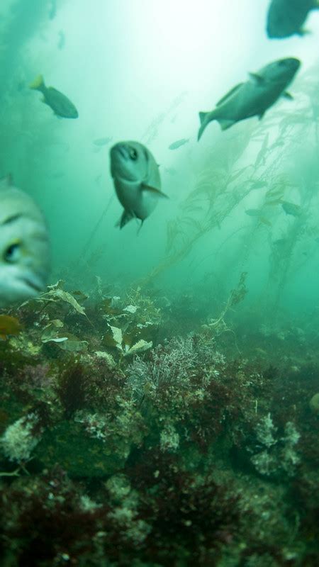 Could Fish Sounds Help Scientists Monitor Ocean Health California