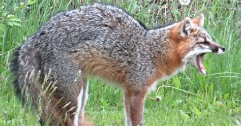 Person Bitten By Rabid Fox In Franklin County Rabies Alert Issued