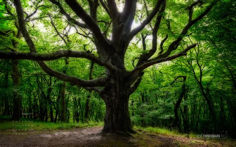 August 2013 Free Desktop Calendar Wallpaper René Timmermans Photography