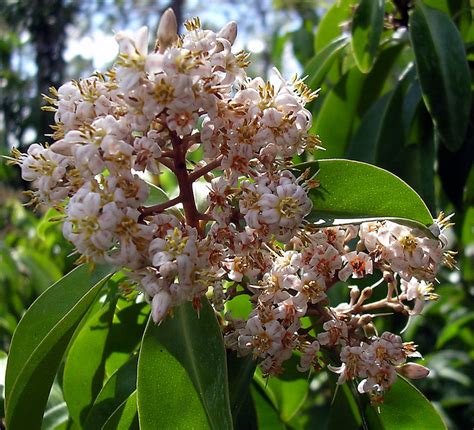 See more ideas about florida flowers, native plants, plants. Marlberry