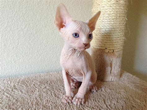 Found 29 sphynx pets and animals ads from texas, us. Sphynx Cats For Sale | Atlanta, GA #291572 | Petzlover