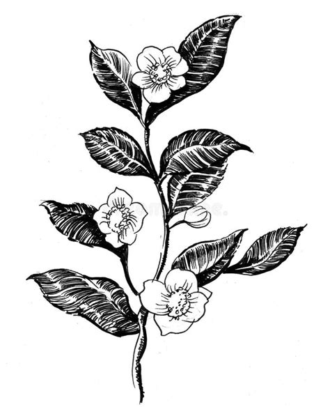 Tea Plant Stock Vector Illustration Of Drawing Tree 37989700