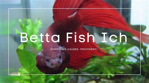 Betta Fish Ich Symptoms Causes Treatment That Hobbyists Must Know