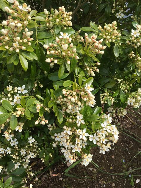 Hardy Evergreen Flowering Shrubs Plants Bulbs Seeds